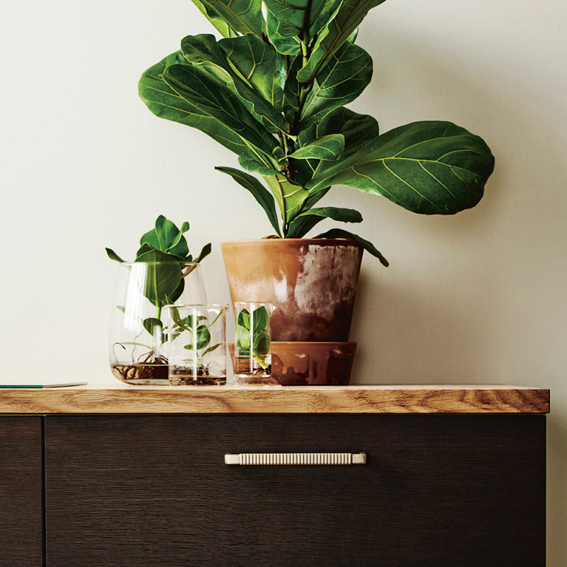 Handle Ratten - Brushed Brass